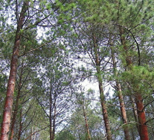 Pinus merkusii