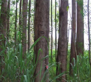 Eucalyptus urophylla ST Blake