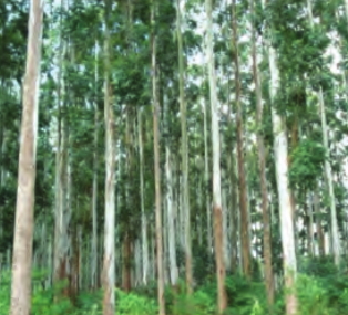 Eucalyptus urophylla ST Blake