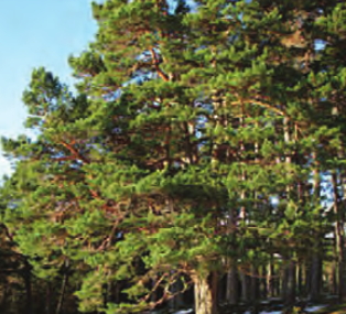 Pinus sylvetris