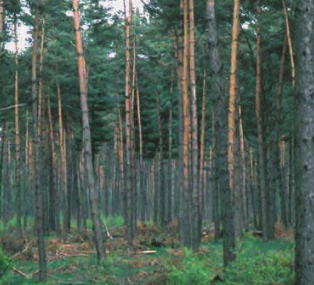 Pinus sylvetris