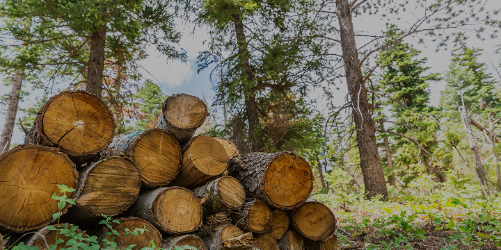 Overseas Forest Resources Development Status