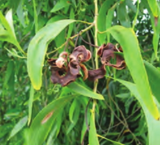 Acacia auricoliformis